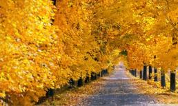 Loạt ảnh tuyệt đẹp về mùa thu lá vàng rơi 