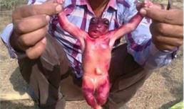 Phát hiện sinh vật có hình dạng như người ngoài hành tinh