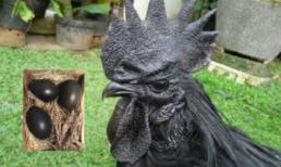 Gà đẻ trứng đen hiếm gặp