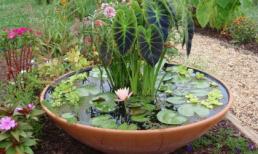 Tạo ao nước siêu nhỏ cho không gian sống  thêm đẹp