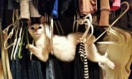 Cười nghiêng ngả với loạt ảnh hài hước về động vật (P3) 