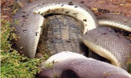 Trăn lớn nuốt chửng cá sấu khổng lồ