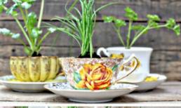 Ý tưởng trang trí nhà tuyệt đẹp từ cốc uống trà 