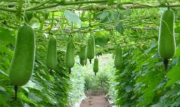 Những 'siêu thực phẩm' nên ăn trong mùa thu