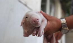 Lợn có hai đầu gây xôn xao cộng đồng