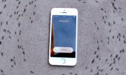Điện thoại iPhone 'điều khiển' đàn kiến di chuyển thành vòng tròn