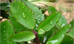 Tác dụng chữa bệnh kì diệu của cây lá bỏng