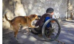 Cảm động chú chó đẩy xe lăn cho chủ bị tàn tật đi sửa giày mưu sinh