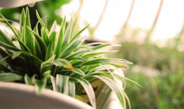 Mẹ trồng cây dây nhện làm cảnh mà sạch nhà