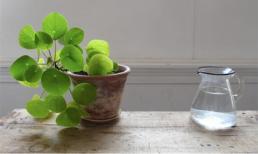 6 loài cây tuyệt đẹp giá rẻ cho nhà nhỏ thêm xinh