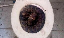 Rợn người phát hiện trăn khổng lồ cuộn tròn trong bồn cầu