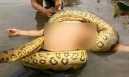 Trăn khổng lồ siết chết người đàn ông 30 tuổi