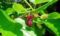 Những công dụng của lá dâu tằm bạn không nên bỏ qua