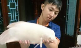 Bắt được 'quái ngư' mình trắng, đầu cá heo ở Hồ Tây