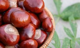 Hạt dẻ - Món quà quý dành cho sức khỏe