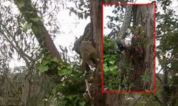 Trăn đu mình nuốt chửng thú có túi khổng lồ