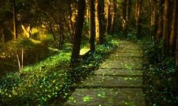 Khung cảnh cổ tích đẹp lung linh tại công viên đom đóm