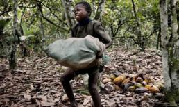 Sự thật cay đắng sau mỗi thanh chocolate ngọt ngào