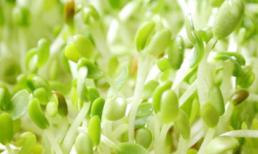 Giá đỗ, món rau vừa thanh mát vừa bổ dưỡng