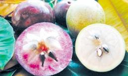 Vú sữa, loại quả vừa thanh ngọt vừa bổ dưỡng