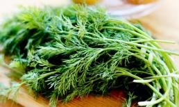 Rau thì là, không chỉ đơn giản là rau thơm