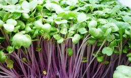 Khám phá những lợi ích của rau mầm đối với sức khỏe