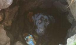 Chú chó sống sót kỳ diệu dưới hố sâu sau 2 tháng mất tích