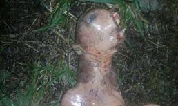 Phát hiện sinh vật lạ như người ngoài hành tinh