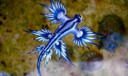 Phát hiện sinh vật kỳ lạ phát sáng xanh trên bãi biển