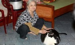 Chú mèo lớn nhất thế giới ở Việt Nam khiến báo Anh 'kinh ngạc'