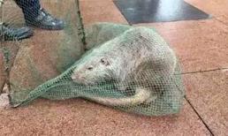 Bắt được chuột khổng lồ dài gần 1 mét