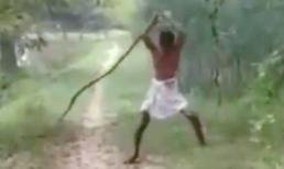 Giết rắn hổ mang chúa bằng tay không để trả thù cho con