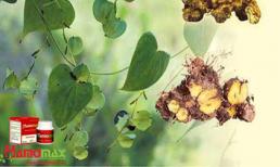 Đột quỵ - căn bệnh tuổi già và tình yêu tuyệt diệu trong món quà nhỏ gửi cha mẹ