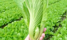 Rau cải bẹ và những công dụng đối với sức khỏe