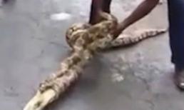 Dùng tay không siết chặt trăn khổng lồ còn sống để cứu dê