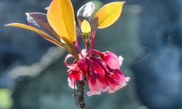 Chiêm ngưỡng vẻ đẹp rực rỡ của hoa đào chuông Bà Nà