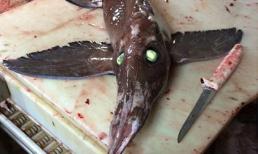 Phát hiện cá lạ có đôi mắt phát sáng