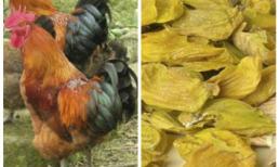 “Màng mề gà” bổ hơn đông trùng hạ thảo