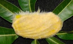 Hạt xoài và những lợi ích cho sức khỏe