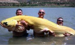 24 con cá khổng lồ nhất từ trước tới nay