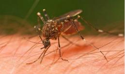 7 người hay bị muỗi 'chích' nhất!