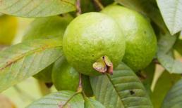 17 lợi ích bất ngờ từ lá ổi