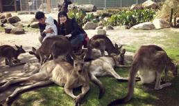 Gia đình Lý Hải - Minh Hà hào hứng khám phá xứ sở chuột túi