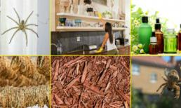 Những bí kíp đuổi nhện cực đơn giản và không dùng hóa chất