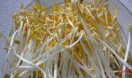 Mẹo phân biệt giá đỗ sạch với giá đỗ có chất kích thích tăng trưởng