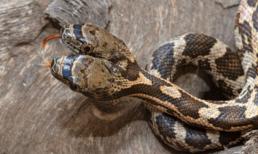 Rắn có 2 đầu cắn nhau