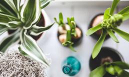 8 loại cây dù nhà chật cũng nhất định phải trồng để cải thiện sức khỏe