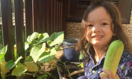 Bé Tôm nhà Hồng Nhung thích thú thu hoạch dưa chuột tự trồng