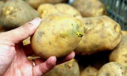 Loại rau quả có thể gây tử vong nếu ăn sai cách