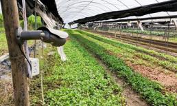 Sử dụng camera giám sát rau an toàn 24/7